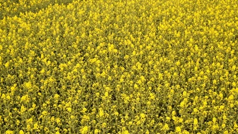 Yellow Canola Fields  View from Above Swaying with the Wind Stock-Footage 112671768