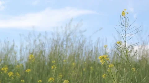 Yellow canola rapeseed background Stock Footage 11283166
