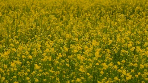 Yellow canolia field. Stock-Footage 77610656