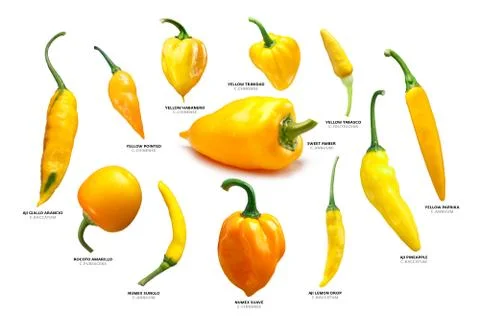 Yellow Capsicum pods, different spp, paths Stock Photos