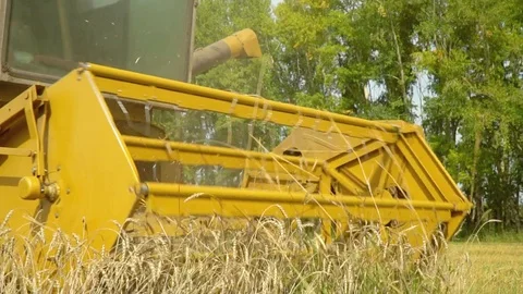 The yellow car reaps wheat crop on fields. Sunny day. Agriculture. Combine Stock Footage 80719196