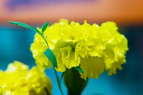 Yellow Carnation on a blurred background. Stock Photos