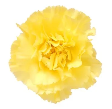 A yellow carnation Stock Photos