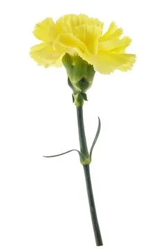 Yellow carnation Stock Photos
