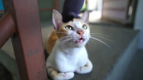 Yellow cat being hypnotized by a pet toy. Animal rescue. Veterinary work. Stock Footage 137676572