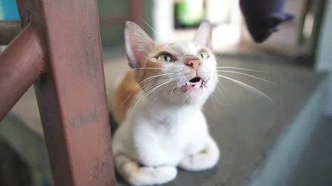 Yellow cat being hypnotized by a pet toy. Animal rescue. Veterinary work. Stock Footage 137679403