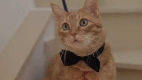Yellow cat with bow tie 動画素材 108066690