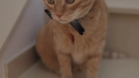 Yellow cat with bow tie 動画素材 108066694