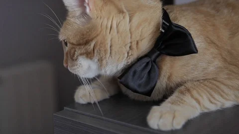 Yellow cat with bow tie 動画素材 108066711
