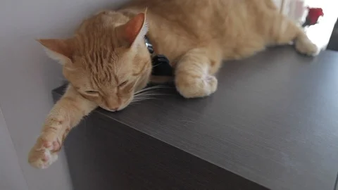 Yellow cat with bow tie 動画素材 108066716