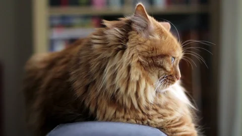 Yellow Cat Changes Sitting Position - Standing Up 스톡 동영상 87086103