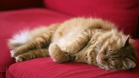 Yellow cat is changing his sleeping position Stock-Footage 74401304