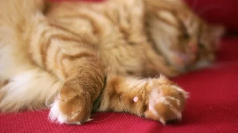 Yellow Cat is Changing His Sleeping Position 스톡 동영상 74403435