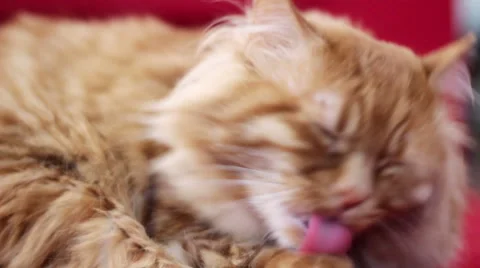 Yellow Cat Cleaning Himself - Closeup Stock-Footage 50293313