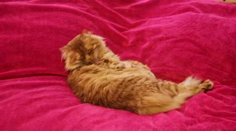 Yellow Cat Cleaning Himself - Try to Lick His Body 스톡 동영상 50168375