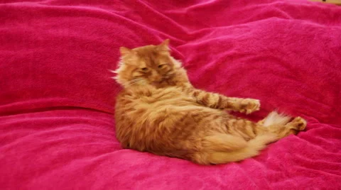 Yellow Cat Cleaning Himself - Try to Lick His Back Stock Footage 50170500