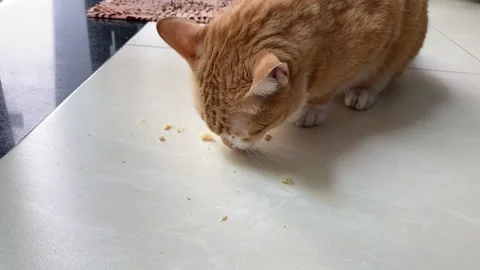 A yellow cat is eating floss on the floor Stock Footage 134885889