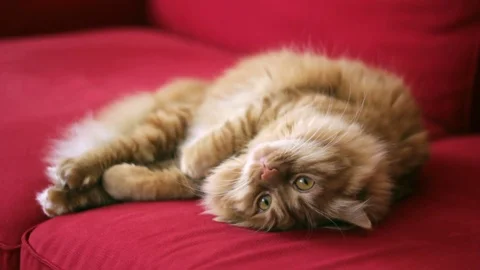 The yellow cat is falling asleep Stock Footage 74401387