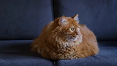 Yellow Cat Follows Something Left to Right Stock Footage 168223539