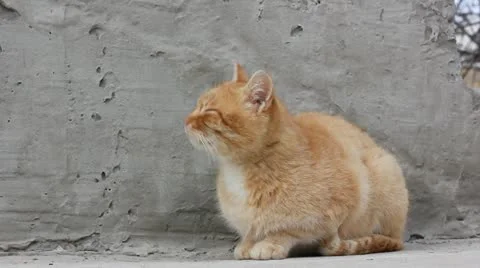 Yellow cat Stock Footage 22418705