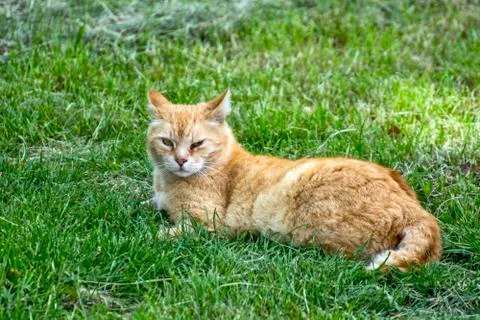 Yellow cat in the grass Stock Photos