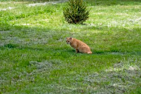 Yellow cat in the grass Stock Photos