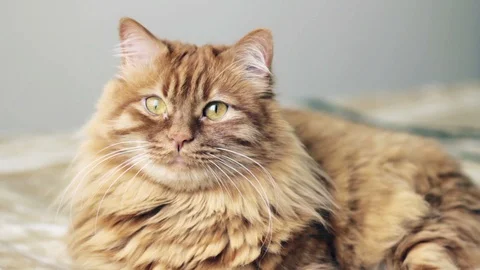 Yellow Cat Laying Down And Something Catches Its Attention Stock Footage 87089174