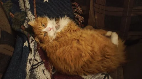 A yellow cat lies on a sofa Stock Footage 44778669