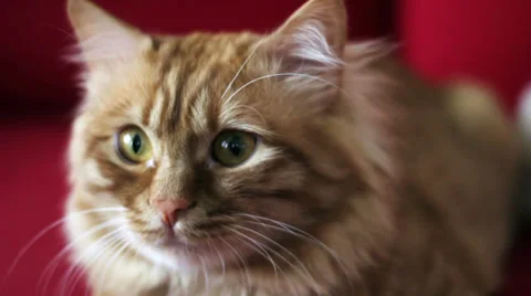 Yellow Cat look in Camera Stock Footage 35523292