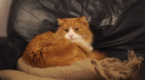 A yellow cat looking in a armchair. Stock Footage 44800700