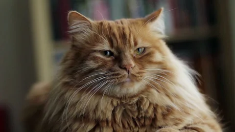 Yellow cat is looking around and moving ears 스톡 동영상 87084188