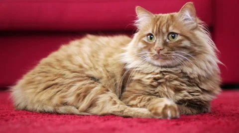 Yellow Cat Looking Around - At The End He Looks Up 스톡 동영상 50183368