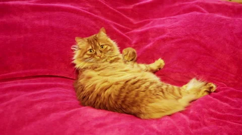 Yellow Cat Looking Camera and than Cleaning Himself 스톡 동영상 50172479