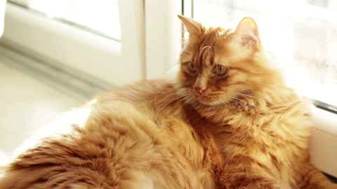 Yellow cat looking in Camera and moving his ears Stock Footage 98970921