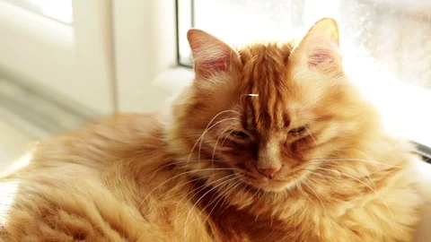 Yellow cat looking in Camera and moving his ears - Ready to sleep Stock Footage 98971688