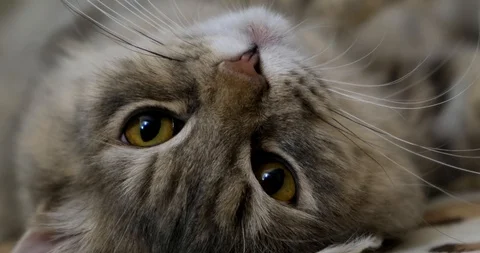 Yellow cat looking in Camera and moving his ears - Ready to sleep Vidéo 100815877