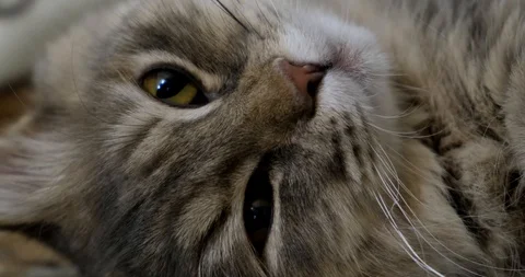Yellow cat looking in Camera and moving his ears - Ready to sleep Stock-Footage 100815971