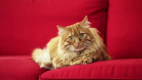 Yellow cat looking camera curiously Stock Footage 74400335