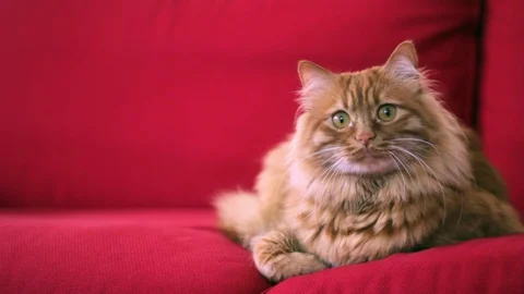 Yellow cat is looking at camera Stock Footage 74400162