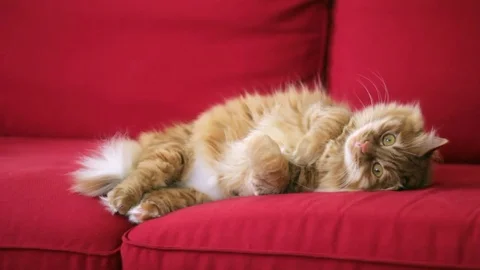 Yellow cat is looking at camera Stock Footage 74400800