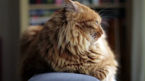 Yellow Cat is Looking Left to Right Video stock 87084419