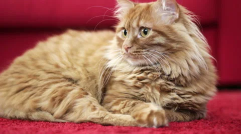 Yellow Cat Looking Left Side of Camera 스톡 동영상 50182249