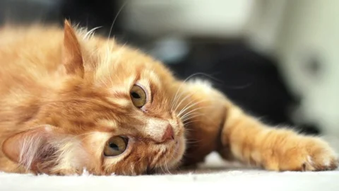 Yellow Cat Looking to One Point Ceaselessly 스톡 동영상 96232870