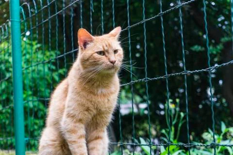 Yellow cat looking Stock Photos