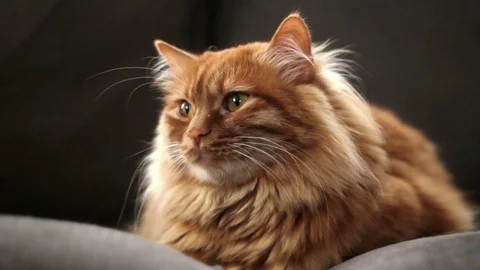 Yellow Cat is Looking Right and Moving His Ears Stock Footage 74394575