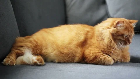 Yellow Cat Looks Left Side Almost Without Moving Stock Footage 96244328