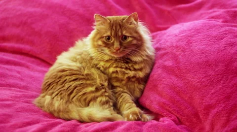 Yellow Cat Lying on Bed and Looking Around 스톡 동영상 50174464