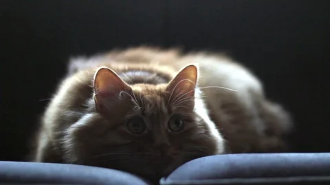 Yellow Cat Lying on Couch and Watching Someting Curiously Stock Footage 96241830