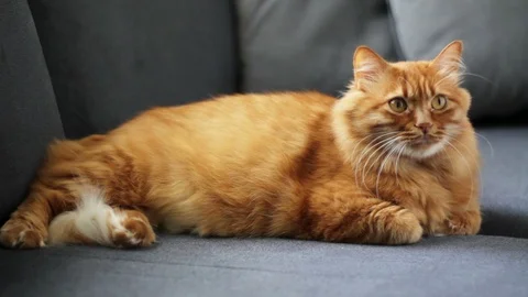Yellow Cat Lying on Couch and Watching Someting Curiously Stock Footage 96275150