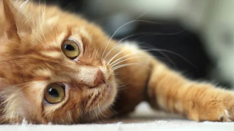 Yellow Cat Lying on the Floor and Looking at Something Carefully 스톡 동영상 96232301
